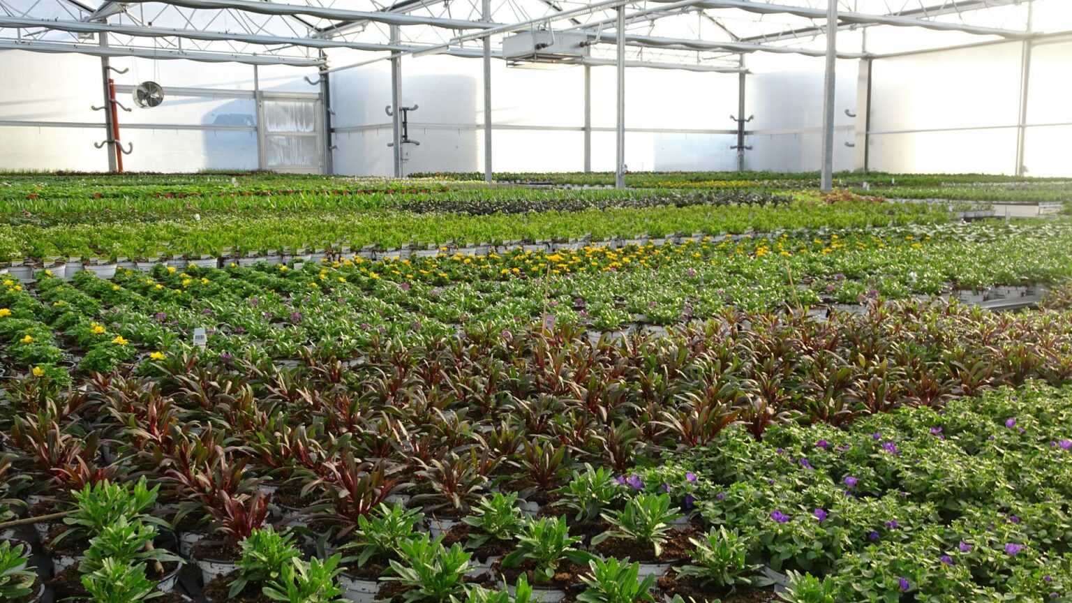 Gärtnerei Blumen & Garten Haberler Ideen mit Blatt und Blüte