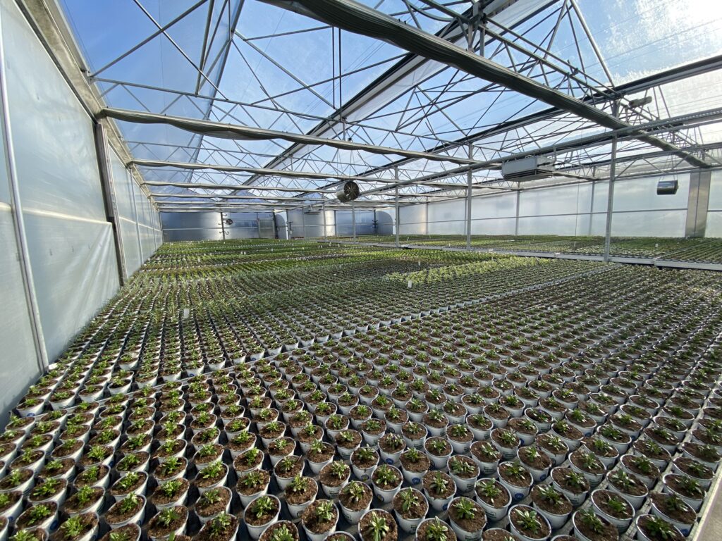 Startseite Blumen & Garten Haberler Ideen mit Blatt und Blüte