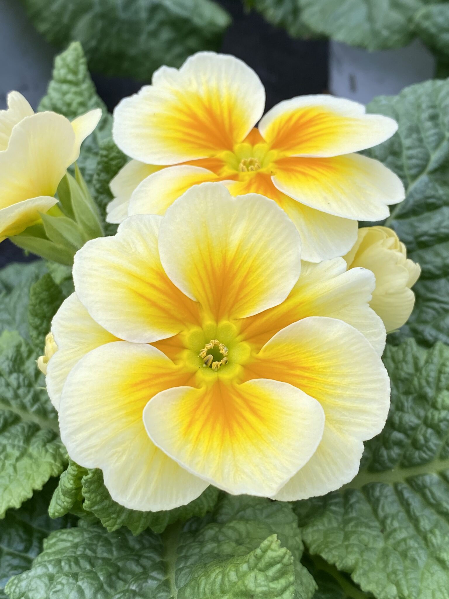 Startseite Blumen & Garten Haberler Ideen mit Blatt und Blüte